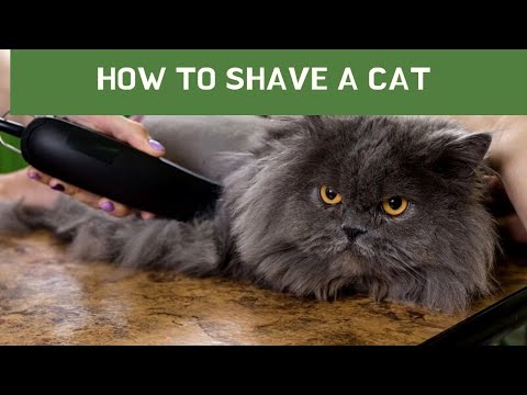 How to shave a cat || How to shave a cat at home || how to shave a cat with mats