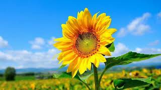 One Day - Charice [ Lyrics ]