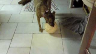 maisy pit bull with her 11lb rubber band ball