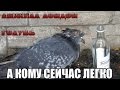 Свадебные голуби | Анжела Лондон - Голубь 