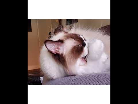 Crystal the Pet Nanny. LLC video.