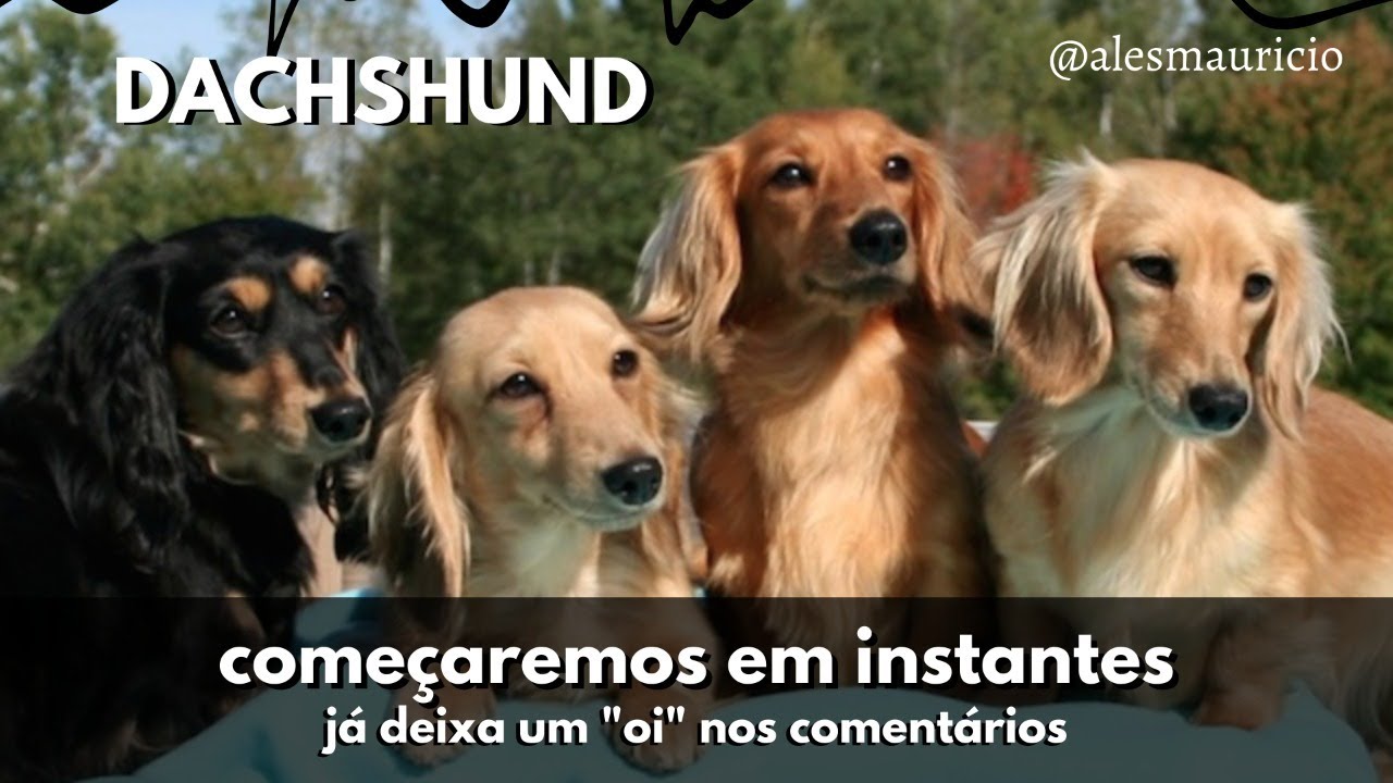 Aula de Adestramento para Dachshund (salsichinha)