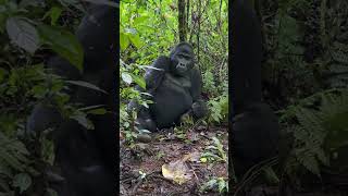 Gorilla Trekking in Uganda #uganda #gorillatrekking  #africa #shorts