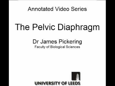 Le diaphragme pelvien