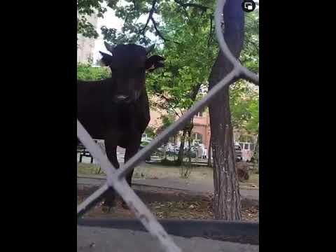 Հովիվն իր կովերին տարել է Արաբկիրի ոստիկանության այգի