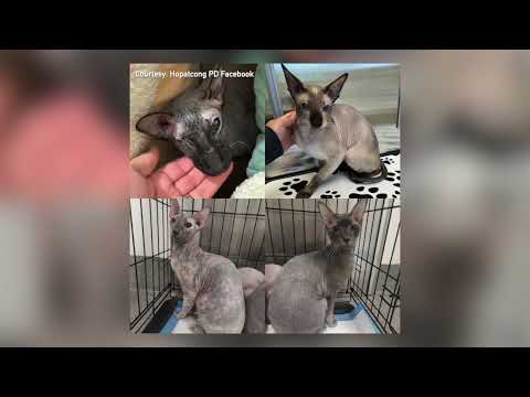 Sussex/Morris County Cat Abandonment