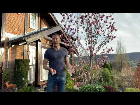 Magnolia (Liliomfa) ápolása, metszése