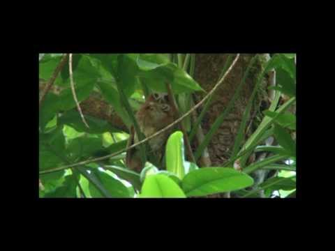 Myšiarka portorikánska — Puerto Rican Owl