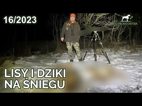 SUDECKA OSTOJA 16/2023. Lisy, dziki Wildboar fox hunting chasse au cerf Primos Trigger Stick Apex