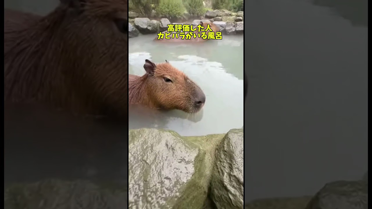 あなたのお風呂はどれ？#shorts #雑学 #おもしろい #暇つぶし #風呂