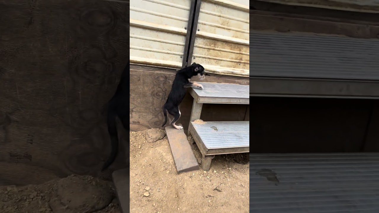 Enlarge Jodie, an adopted mixed breed in Carmel, IN video 5/5