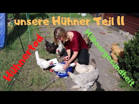 unsere Hühner Teil 11 - Hühnertod und was man tun kann um zu wissen, ob es den Hühnern gut geht