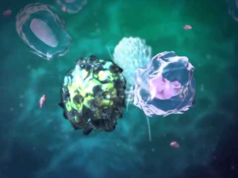 Lymphatic Overview: Learn@Visible Body