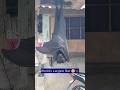 Human Size Bats Viral Philippines Largest Shorts Scary