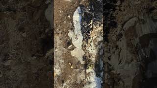 ZwillingsBlick - Nachkriegskind aus Mainz Weisenau im Weihnachtslicht der Natur