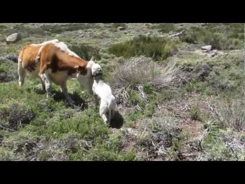 Bullterrier vs Cow