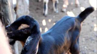 preview picture of video 'Peruvian Baby Goat Herd'
