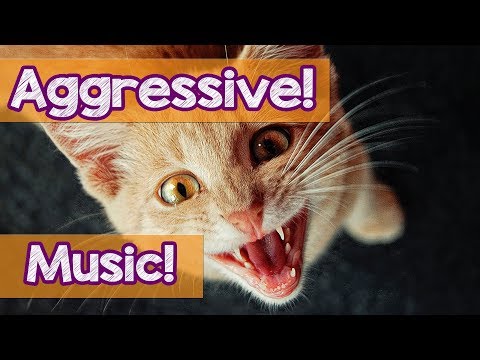 Music for Aggressive Cats! Stop Your Cat From Biting and Scratching! How to stop Cats From Fighting!