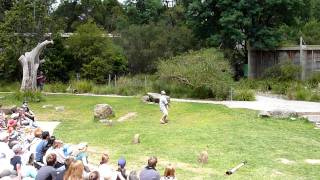 preview picture of video 'Boomerang Throw - Healesville Sanctuary, Melbourne'