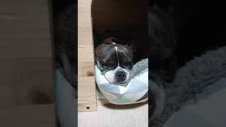犬