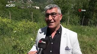 100 Metrekarede 400 Bin TL 1 Dönümde 4 Milyon TL! Kökünde Altın Var / AGRO TV HA