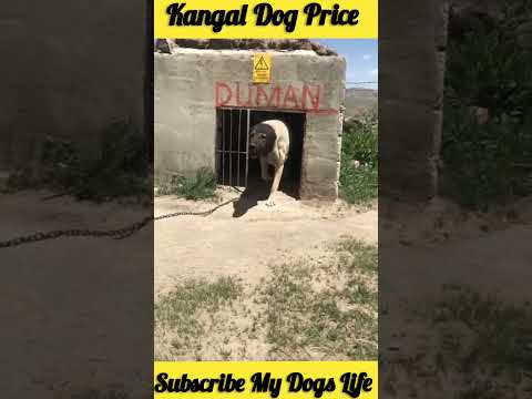 Kangal Dog Price #shorts #dog
