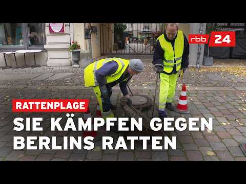 Mit Schlagfallen und Gift gegen Berlins Rattenproblem