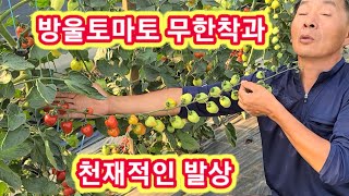 방울토마토 무한착과 천재적인 발상 터널재배 토마토농사,재배방법,키우기,적심,순지르기,순치기