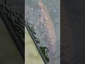 Video Thumbnail for Bye-bye ?? #northernpike #shorts #fishing