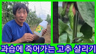 과습으로 죽어 갈뻔한 고추 몬짖 했길래 새록새록~~