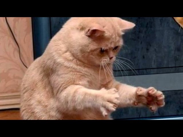 Memes Funny Animal Videos 2017 Funny Animal Compilation 2025