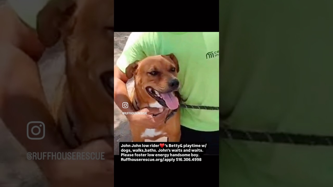 Enlarge John, a Adoptable mixed breed in Oceanside, NY video 6/6