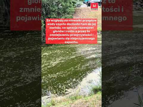 Zły stan wody w Fosie Miejskiej