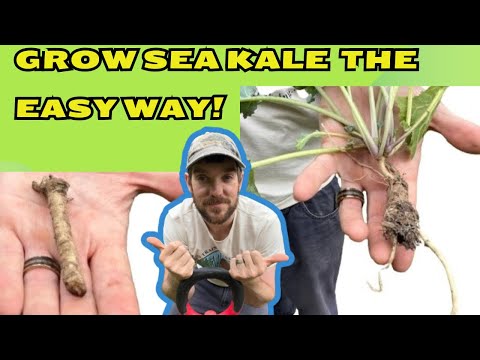 Grow More Sea Kale Than You Ever Thought Possible!