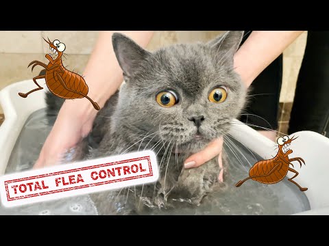 How to effectively deal with a flea infestation: A comprehensive guide