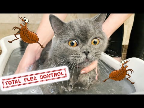 How To Get Rid Of Fleas Fast, Cheap and Easy 🙀 Learn Secrets How to Treat Your Cat Kitten and Home