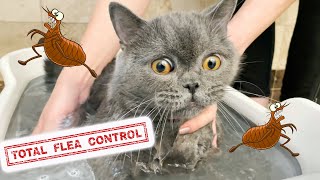 How To Get Rid Of Fleas Fast, Cheap and Easy 🙀 Learn Secrets How to Treat Your Cat Kitten and Home