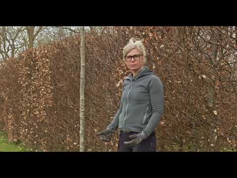 Plantera ett träd - gör så här