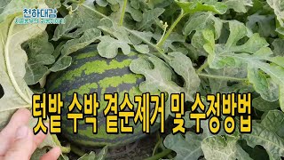 수박 곁순 제거 순치기 작업 암꽃 수꽃 구별법 수정방법