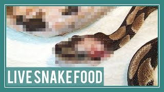 Why You Should NOT Feed Snakes Live Rodents
