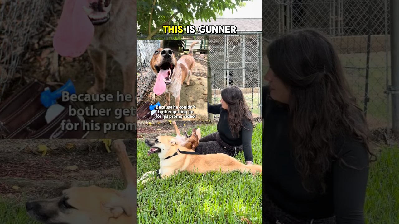 Gunner, a Adoptable mixed breed in Webster, TX video 6/6