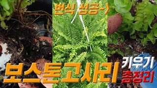 보스톤고사리 키우기 제1화 