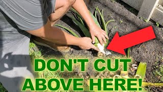 How to Prune Aloe Vera Plant | Stockton Aloe #1