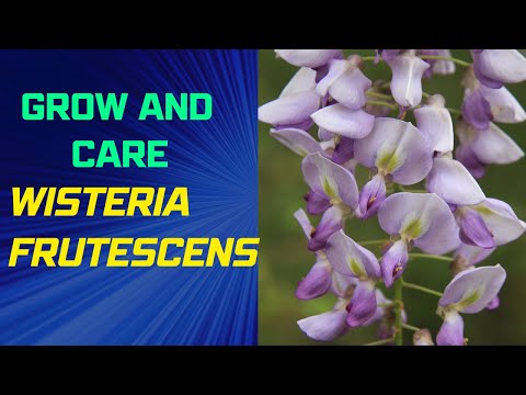, title : 'How to Grow and Care for Wisteria frutescens'