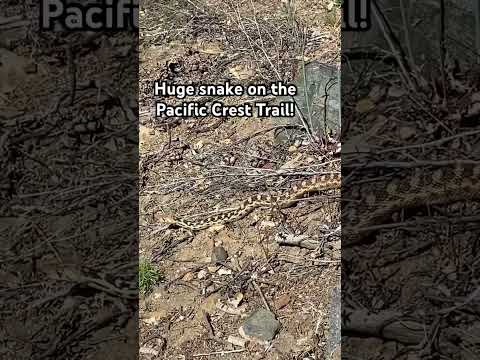 This snake was huge!