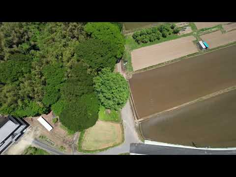 【勝央町】地面に立てた箸から生まれたという伝説も！ 法然上人ゆかりの大イチョウ