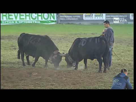 Batailles de Reines ------------------ Le tre finali 2018