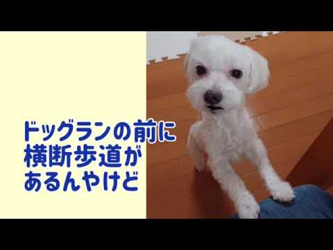 ワンワンU・x・Uお悩み相談室1️⃣1️⃣〜敦賀市「ももちゃん」🐶#横断歩道は歩行者優先、歩行者は横断歩道を渡ろう