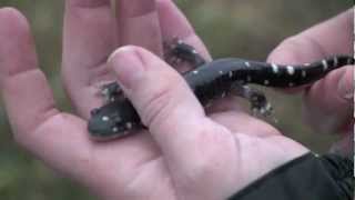 Jepson Prairie's California tiger salamander