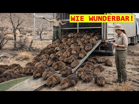 Die USA setzten einige Biber in einem „toten Land“ aus – was danach geschah, ist kaum zu glauben.